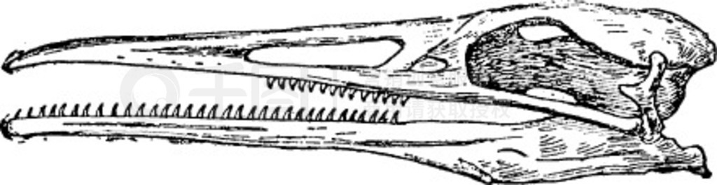 Hesperornis ͷǣŵ̲ͼȻʷ1880 ꡣ