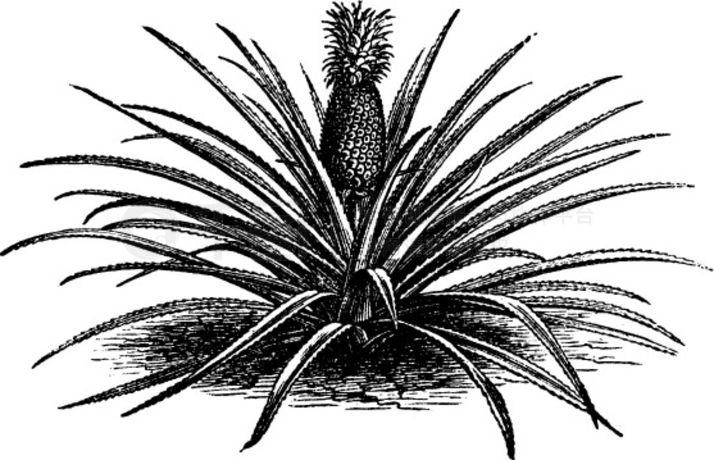 ܡ ananassa sativa  ananas comosus ɸŵ̡ȫֲʸ̲ͼ