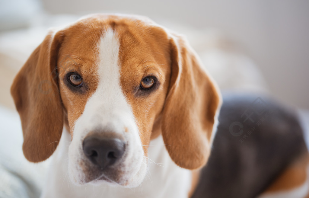 比格犬肖像躺在沙发上,在相机里看起来