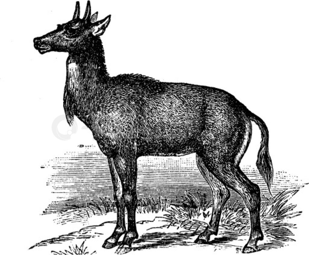 ţNilgauBoselaphus tragocamelusѾƿͼ Trosset ٿȫ (1886 - 1891)