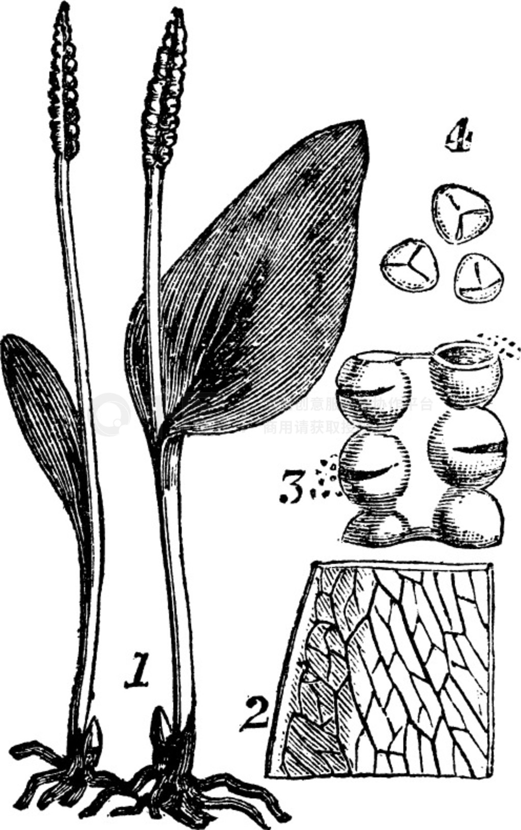 Ophioglosse - 1.ȫꡣ - 2塣 - 3.ҡ - 4.ӣѾƿͼ Trosset ٿȫ (1886 - 1891)