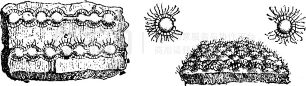 Eozoon CanadenseRhizopode foraminifera֪ϵĻʯŵ̲ͼȻ