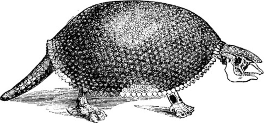 Glyptodonŵ̲ͼȻʷ1880 ꡣ