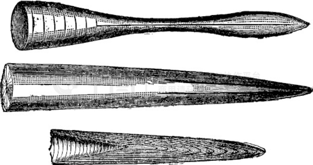 ٪޼ belemnites ĸ๣ŵ̲ͼࣿ 1886 ꡣ