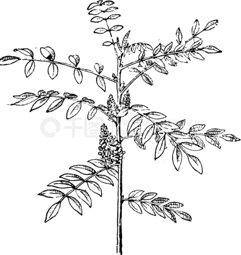 ɿ̵ Indigofera tinctoria ڰɫϷĲͼʺʵ - Larive  Fleury  1895