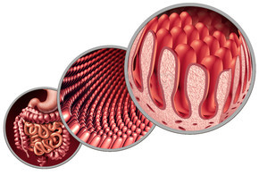 腸絨毛作為腸道內襯，具有微觀毛細血管解剖學作為醫學概念，作為自身免疫消化和胃腸道吸收系統，結腸和胃作為 3D 插圖。