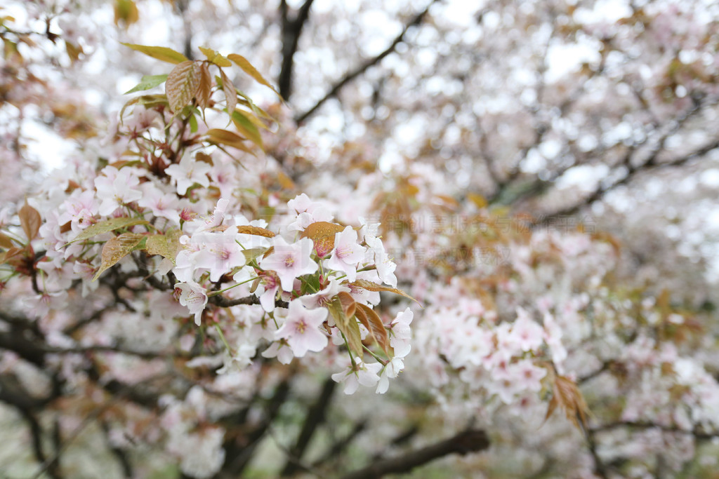 日本花园中的白樱花或樱花。