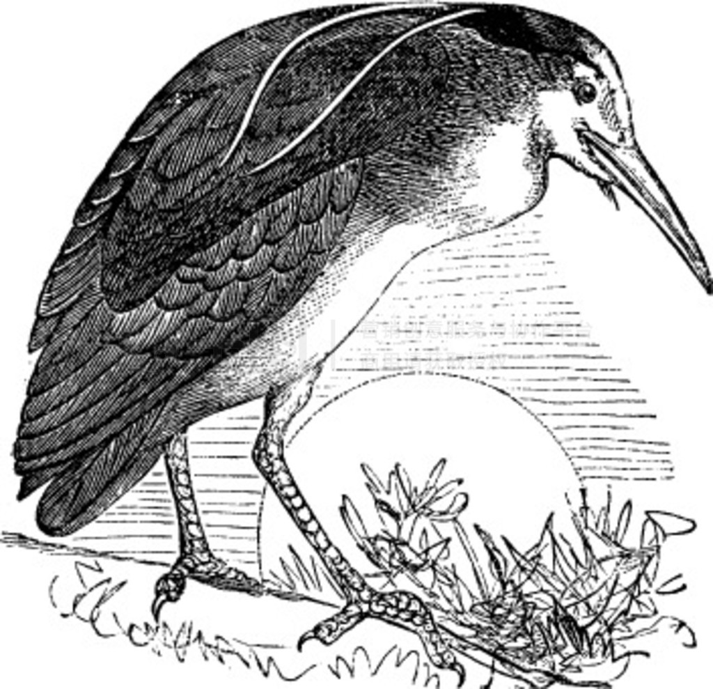 ҹҲΪ Nycticorax nycticorax񣬱ҹصĸŵ̲ͼ