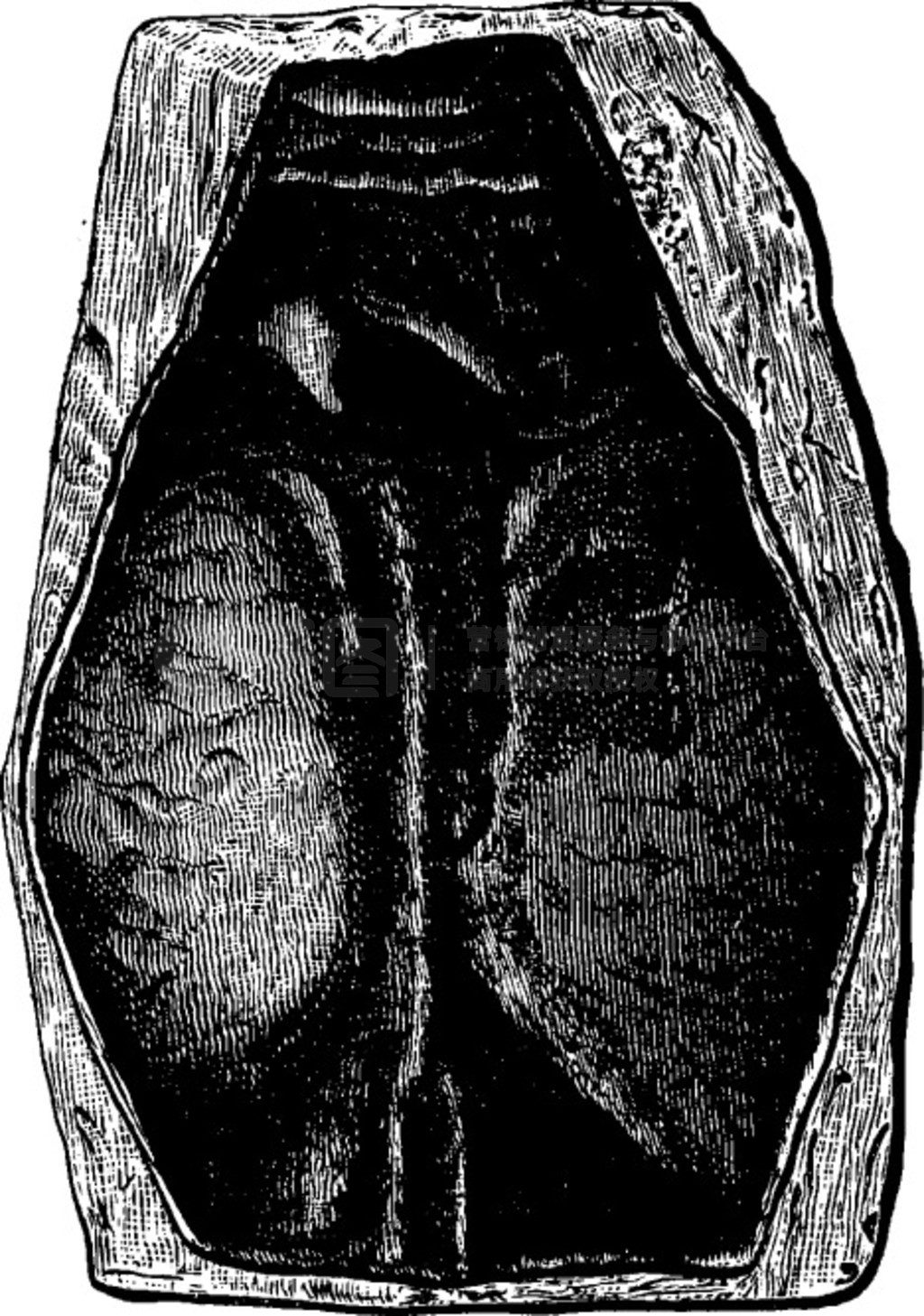 һ㣬ʱڣPteraspis rostratusŵ̲ͼࣿ 1886 ꡣ