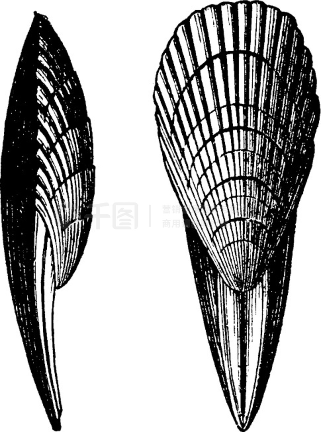 Terebrirostra neocomiensisŵ̲ͼࣿ 1886 ꡣ