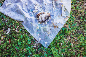 被扔到街上的腐爛魚的碎片和殘骸。