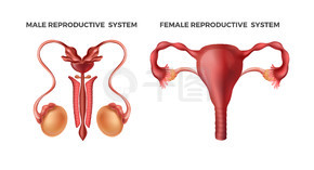 男性和女性生殖。逼真的人體內部器官。為教育或科學、醫學雜志繪制的器官系統示意圖。矢量男性、女性信息圖表與睪丸、子宮。男性和女性生殖。逼真的人體內部器官。為教育或科學、醫學雜志繪制的器官系統。帶睪丸、子