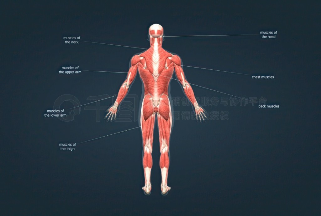 背部高清图片 男性人体肌肉系统解剖学 3D 插图男性人体肌肉系统解剖学 人像图片免费下载 jpg格式 4518像素 编号67391398 千图网