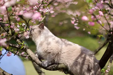 海棠花和英国短毛猫