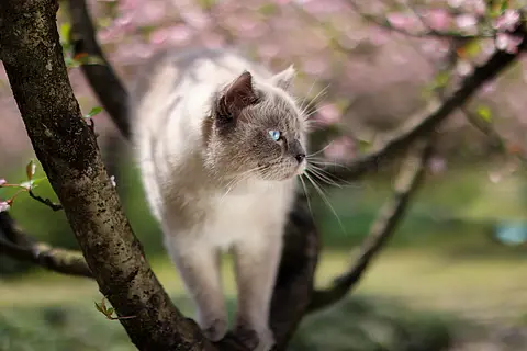 海棠花和英国短毛猫