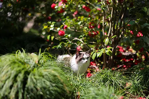 红色山茶花和布偶猫