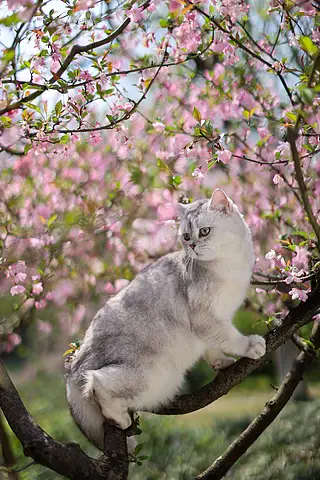 海棠花和英国短毛猫银渐层