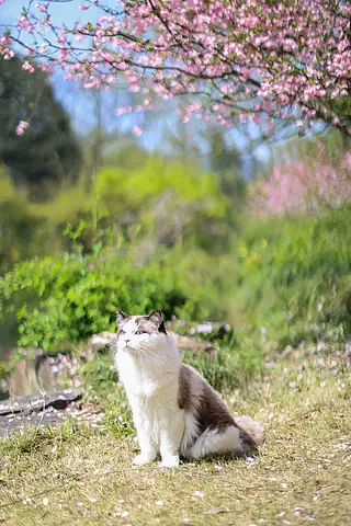 海棠花下的布偶猫