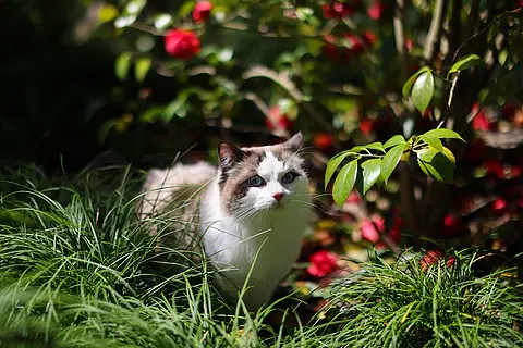 红色山茶花和布偶猫