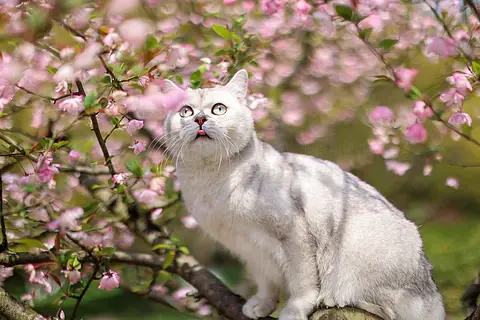 花丛中的猫咪