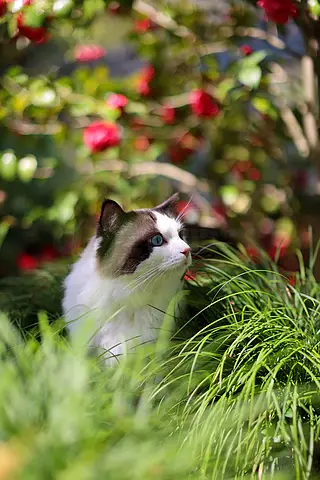 红色山茶花和布偶猫