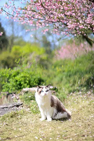 海棠花下的布偶猫