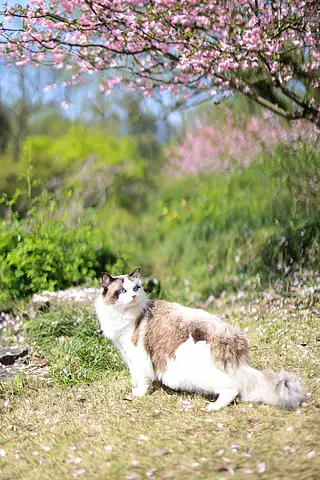 海棠花下的布偶猫