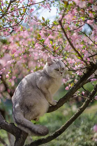 海棠花和英国短毛猫银渐层