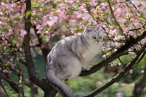 海棠花和英国短毛猫银渐层