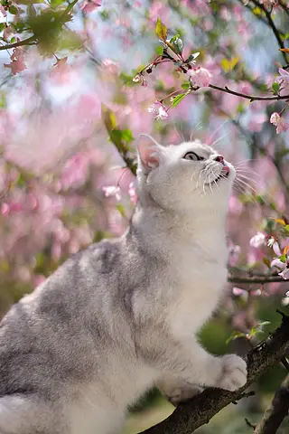 海棠花和英国短毛猫银渐层