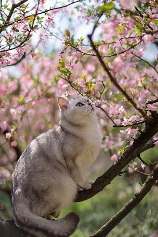 海棠花和英国短毛猫银渐层