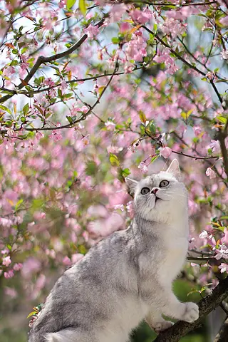 海棠花和英国短毛猫银渐层