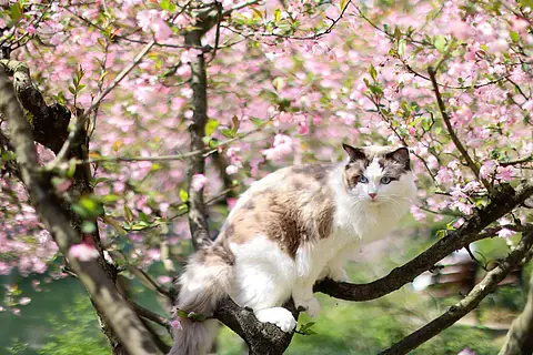 海棠花和布偶猫