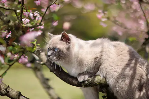 海棠花和英国短毛猫