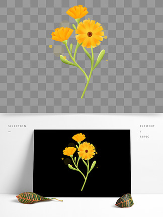 主图趋势独特透明感花草菊花金盏花优雅空灵星空手绘金盏花线描插画