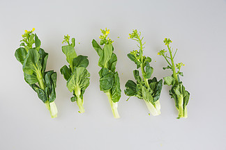 可商用時令新鮮蔬菜小白菜攝影素材白底
