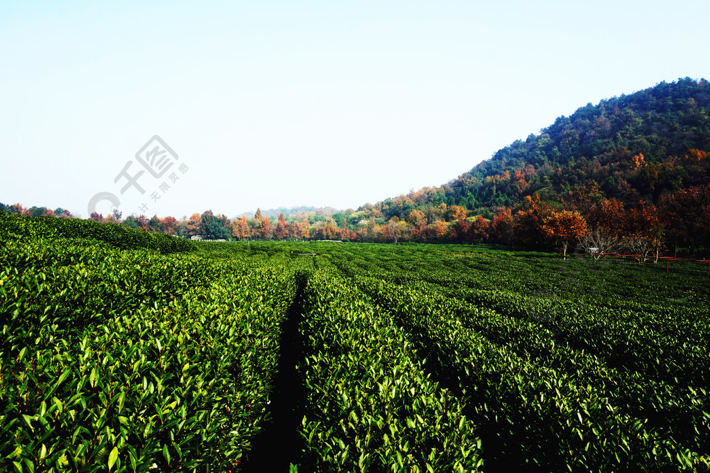 茶树茶园西湖龙井摄影图风景名胜免费下载_jpg格式_5456像素_编号