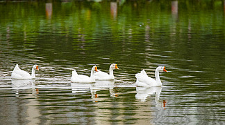 游在水面的一群大白鵝攝影圖片素材