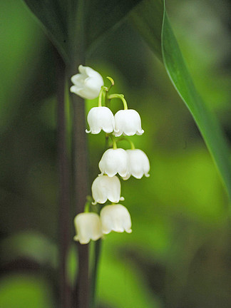 自然风景植物 i>花/i>许多 i>铃/i i>兰/i>白色完整户外白天叶子