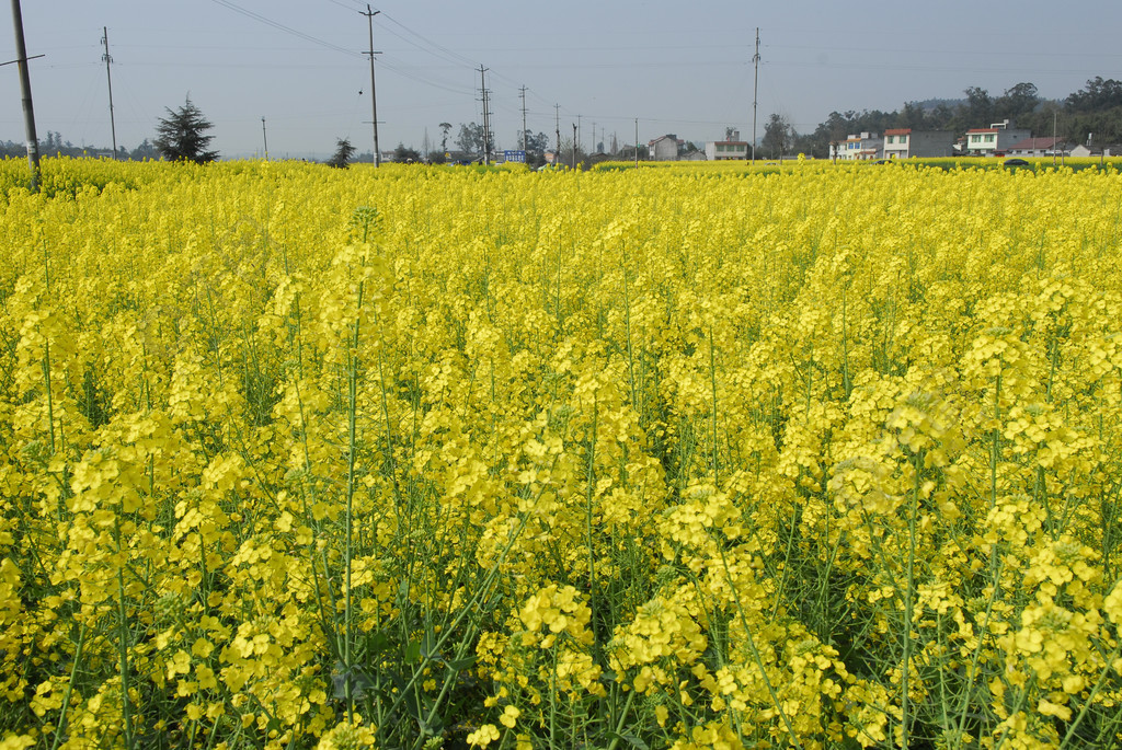 中国四川省四川成都市成彭公路油菜花田