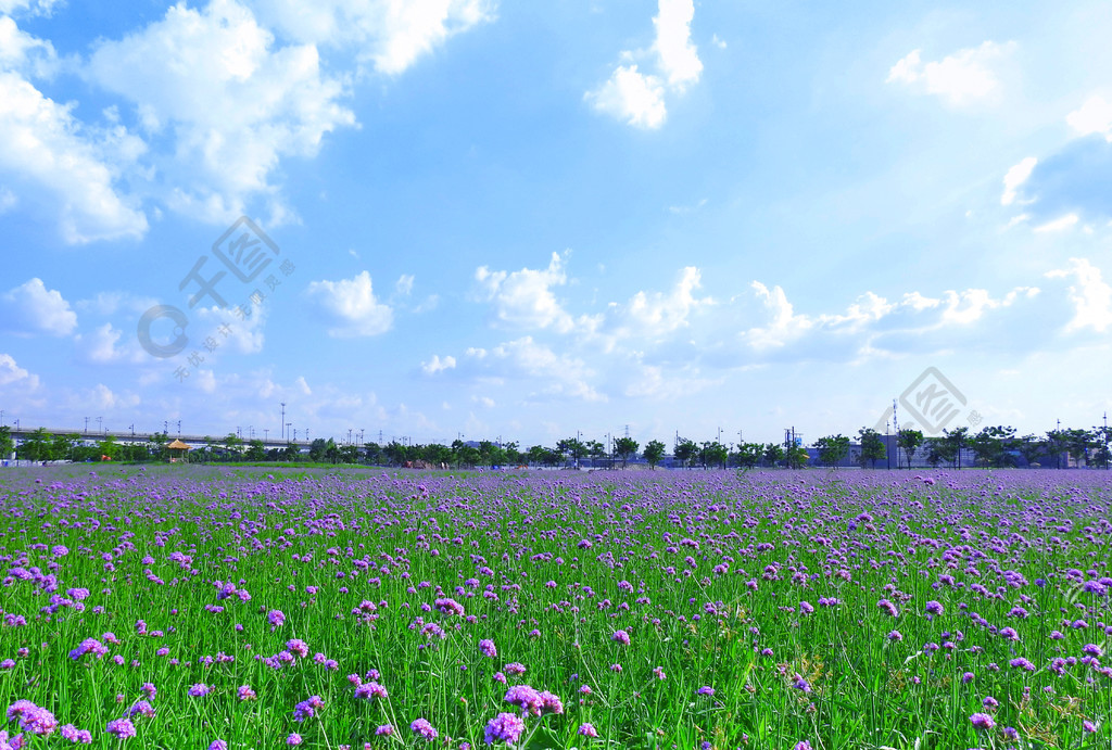 蓝天白云草地鲜花唯美摄影图2年前发布