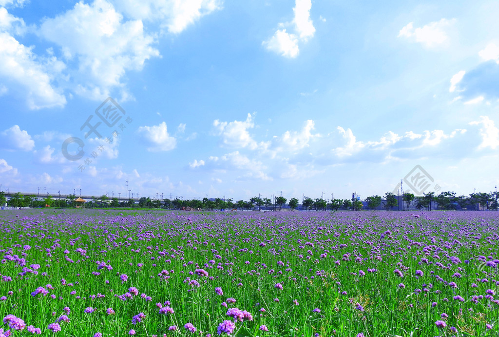 蓝天白云草地鲜花唯美摄影图风景名胜免费下载_jpg格式_4446像素_编号