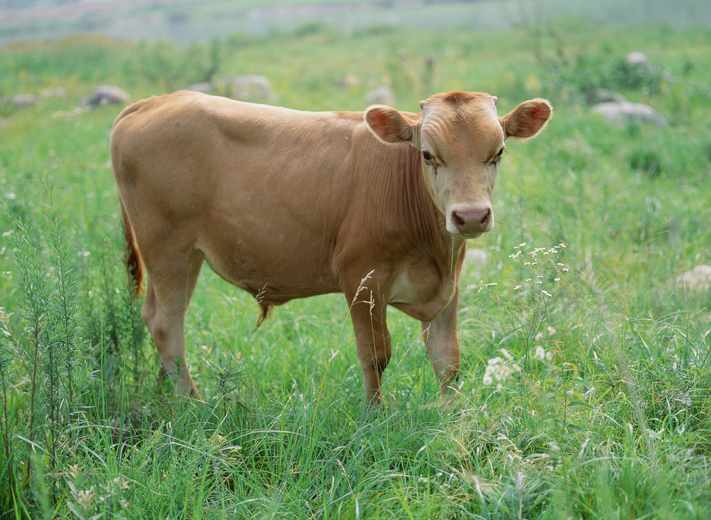 动物哺乳动物奶牛家畜农场棕色牛草草地牧场户外白天彩色图像水平无人