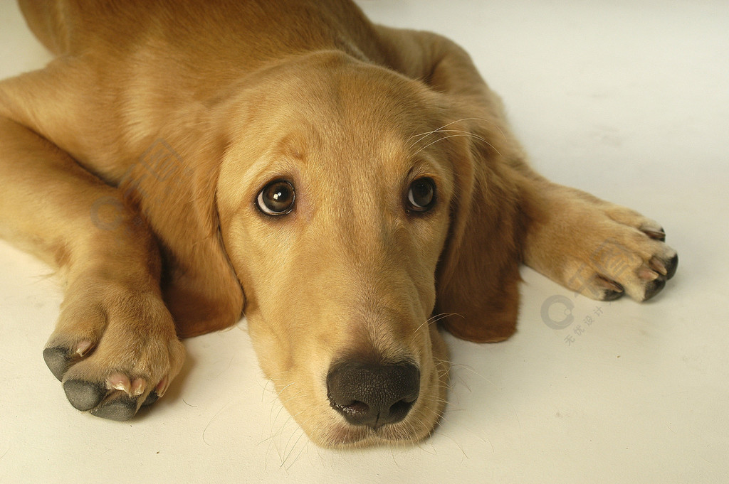 金毛寻回犬体育犬猎狗宠物犬小狗可爱品种纯种纯种肖像可爱小狗棕毛