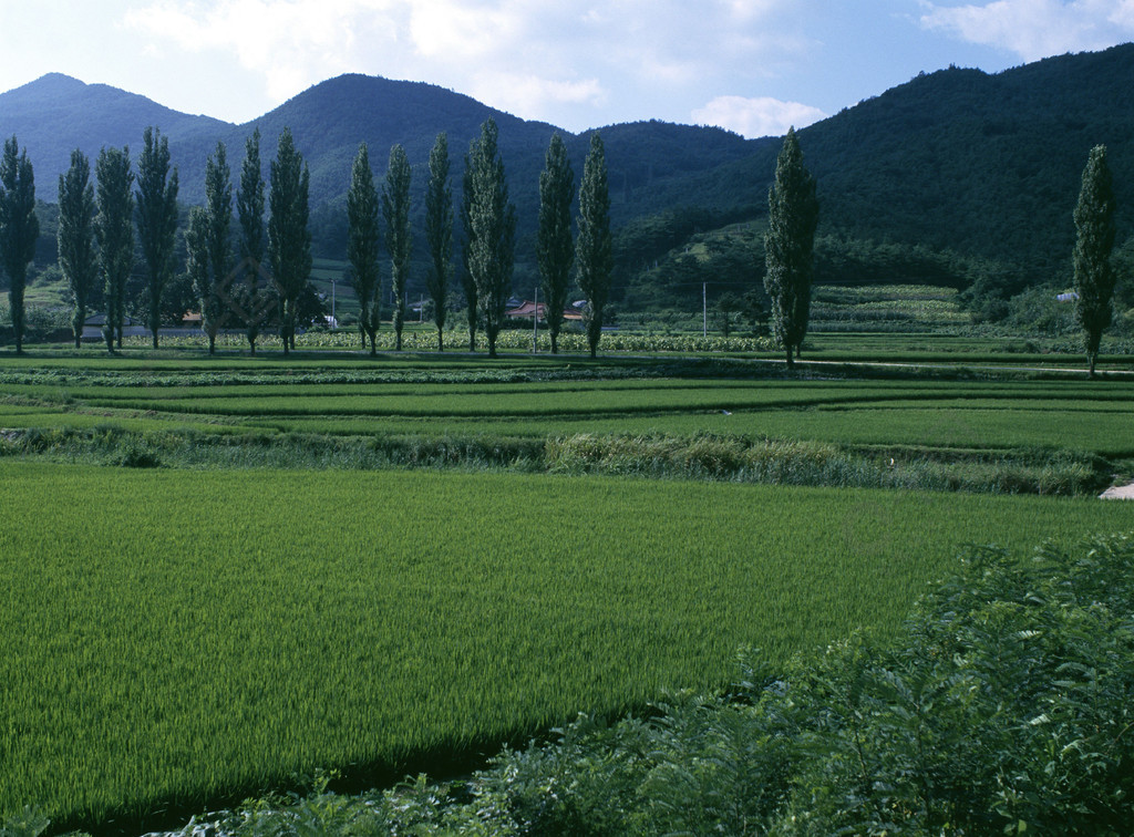 迷宫景观草农村农业农业树天空山农村夏天草地植物森林弹簧旅游云树