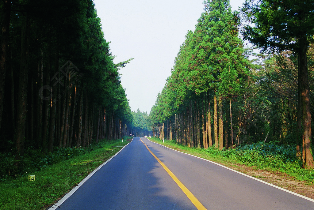 树道路景观树木木本植物森林农村沥青旅游公路天空风景维管植物公园