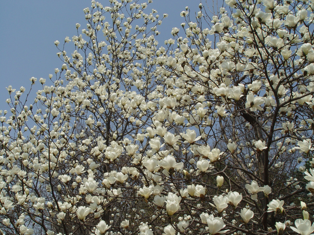 树杏仁木本植物季节维管植物分支弹簧灌木开花天空花园鲜花盛开户外