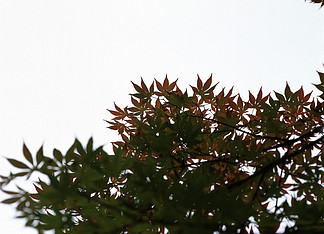 樹木植物木本植物橡樹森林樹枝維管植物樹枝真月桂松樹季節冷杉常綠樹葉天空冬季風景剪影樹木樹葉