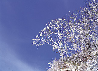 树银树雪冬季木本植物 i>天/i>空维管植物树枝季节寒冷森林植物霜冻