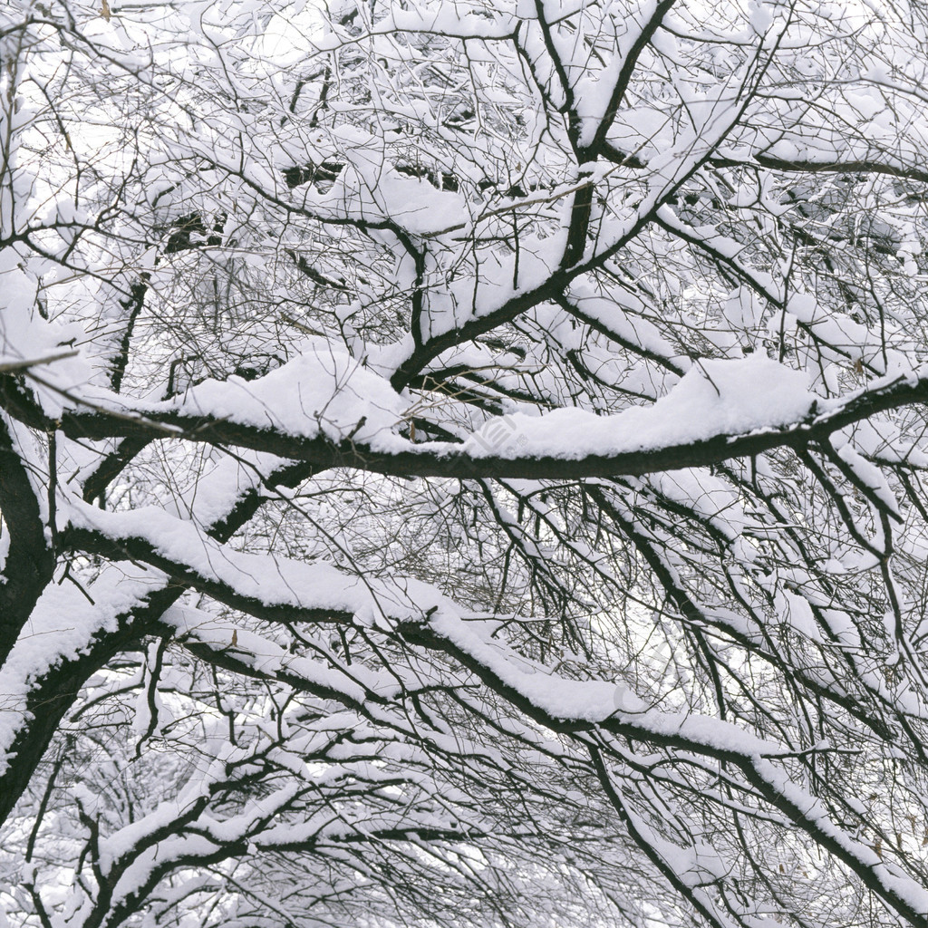 雪树天气冬林枝寒树霜季天冰木木本植物植物冻银树公园雪景乡村户外